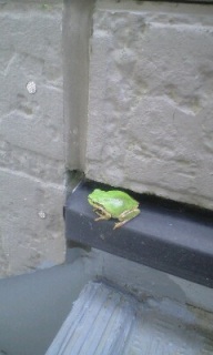 �G�ߊO��̂�����